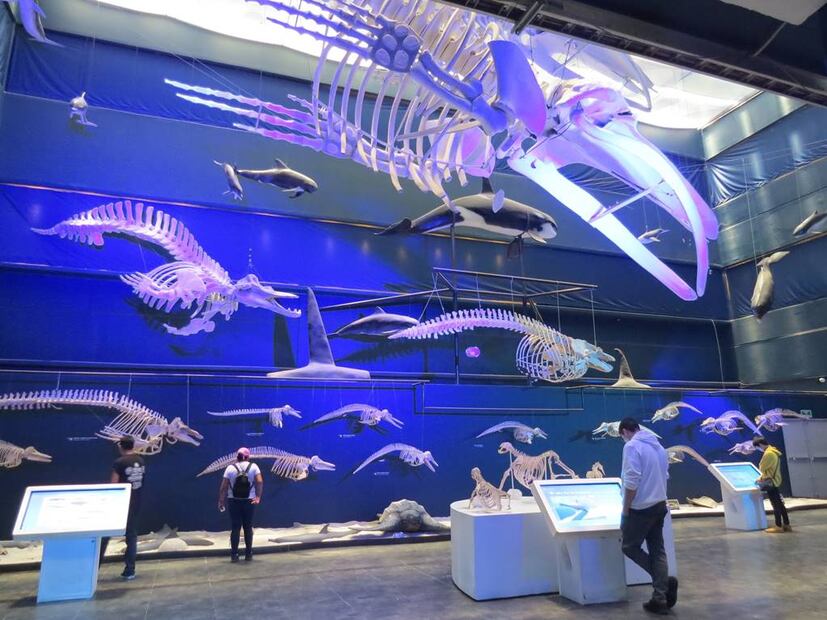 Foto: Facebook 'Universum, Museo de las Ciencias'