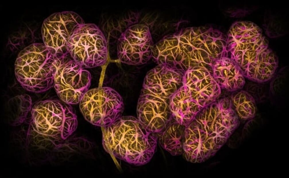 Impresionantes fotografías captan la belleza de "mundos pequeños"