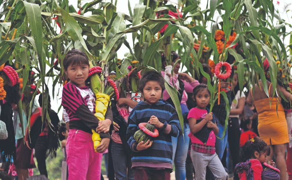 Como parte de la ceremonia eligen la milpa más bonita, las guías de frijol más gruesas y las calabazas más grandes. Fotos. de Salvador Cisneros