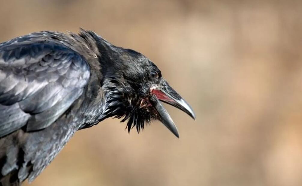 Investigadores han puesto a prueba su inteligencia en diversos estudios científicos, comprobando que son capaces de resolver problemas como un niño de 5 años. Foto: Pete Ryan, National Geographic Creative