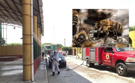 Ataque de abejas africanas en primaria deja una persona muerta en Teapa, Tabasco