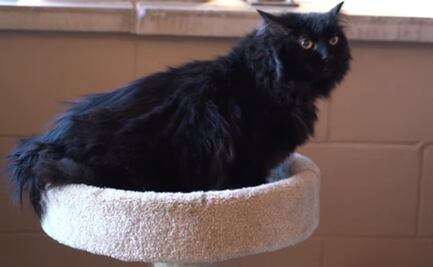 Hallan a gata desaparecida en 2014 a casi dos mil kilómetros de su hogar