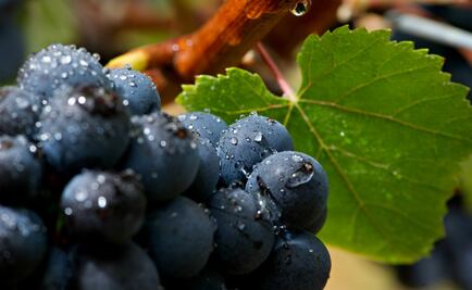 La subasta de la vid