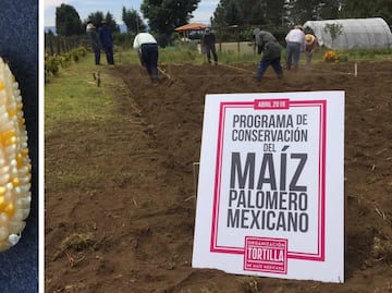 Al rescate del maíz palomero