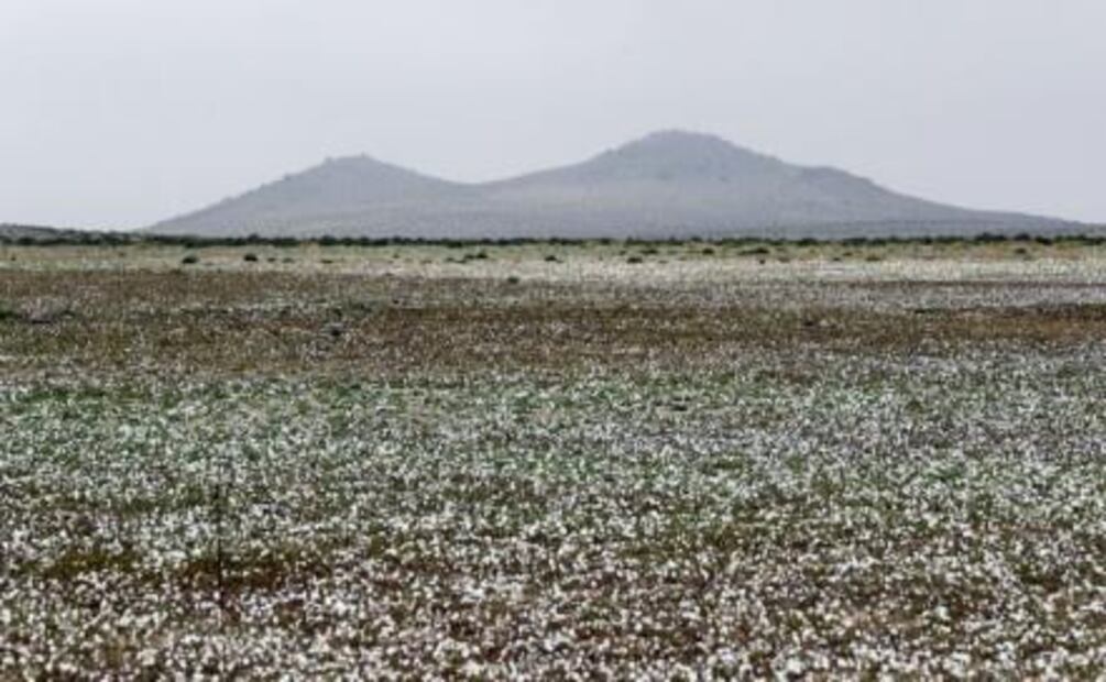 El extraño fenómeno que hace florecer el desierto