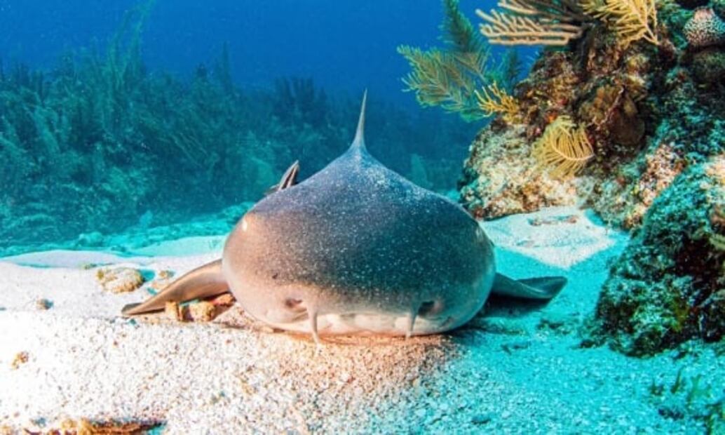 Belice: cómo viajar al Gran Agujero Azul, maravilla bajo el mar