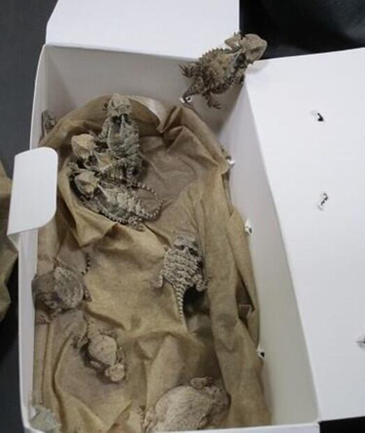Detienen a hombre que viajaba con 9 serpientes y 43 lagartos entre su ropa y quería entrar a EU