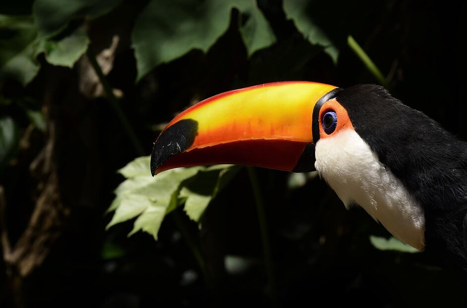 Tucán, ave exótica característica de las selvas húmedas y bosques tropicales. Foto: Pixabay