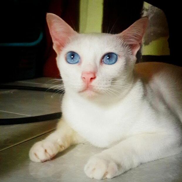 El fanatismo por los gatos bongos con ojos azules no parece disminuir. Fuente: Freepik.