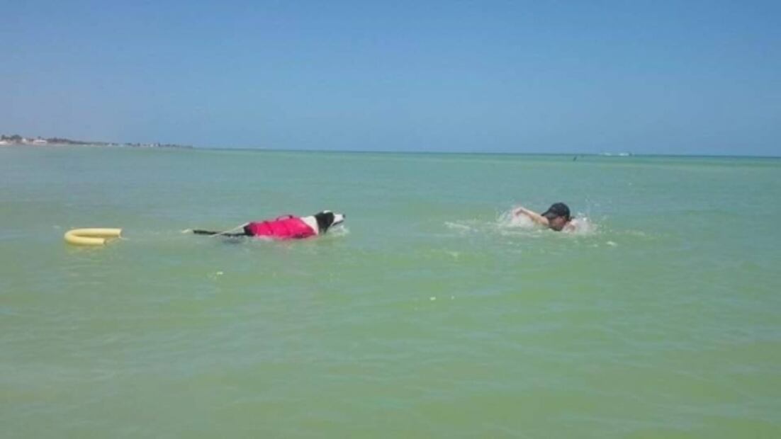 Cruz Roja en Progreso, Yucatán, une a sus filas a "Dusty", el lomito salvavidas