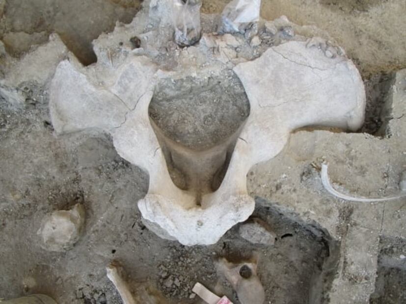 Encuentran en Tultepec primera trampa de mamut en el mundo