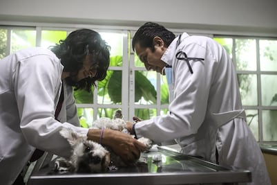 Veterinarios marcharán en la CDMX; buscan que se garantice el ejercicio seguro de la medicina veterinaria en el país