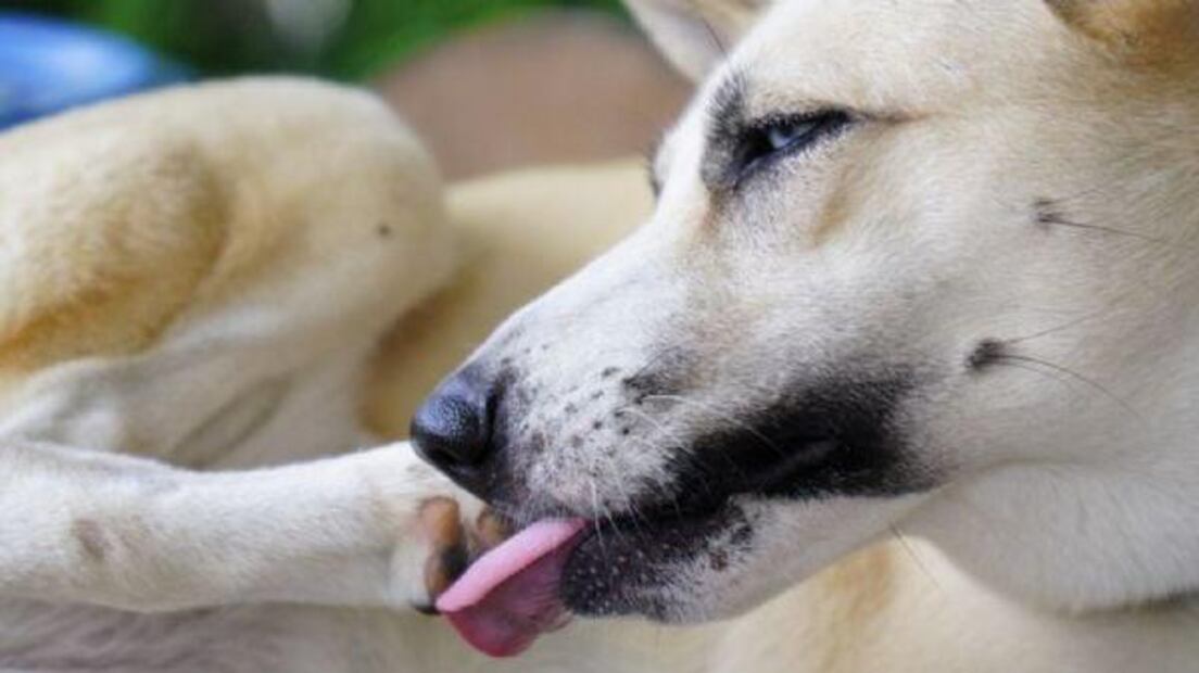 Identifican causas comunes de porque mi perro se muerde las uñas. Fuente: Freepik.