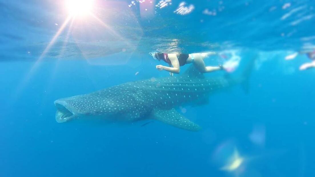 Foto: Mexico Whale Shark