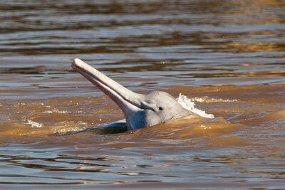 Hidroeléctricas amenazan a delfines del Amazonas