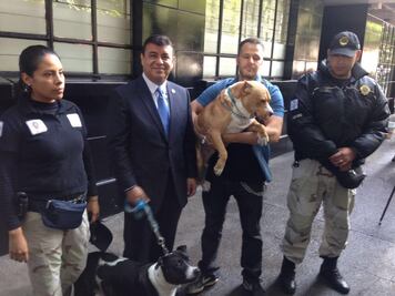 Buscan castigar peleas de perros en la CDMX