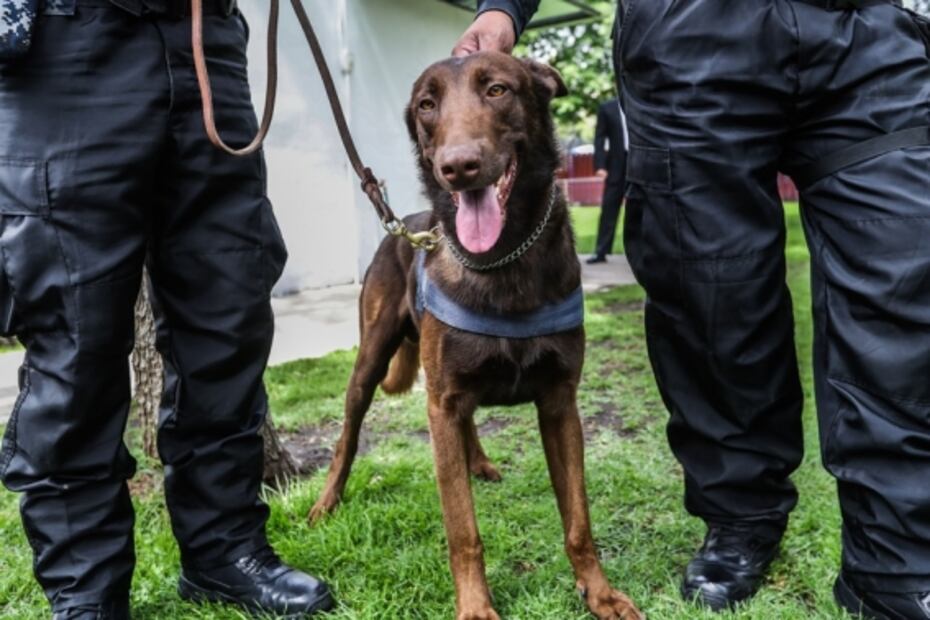 Thor, un perrito antibombas en la Cámara de Diputados