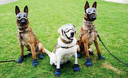 19S: How to keep your pets safe during an earthquake