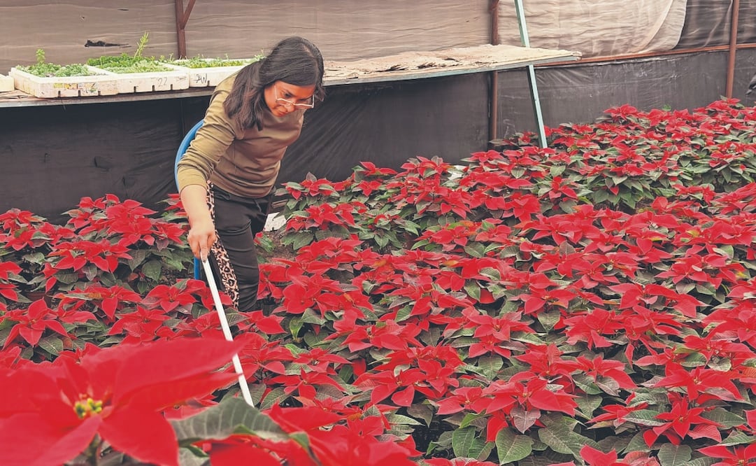 Guadalupe Muñoz, encargada del vivero Coplant, señala en entrevista que la planta de nochebuena les llega desde Cuautla, Morelos, con 40% de crecimiento, y ellos se encargan del otro 60%. Fotos: de Paola Gamboa