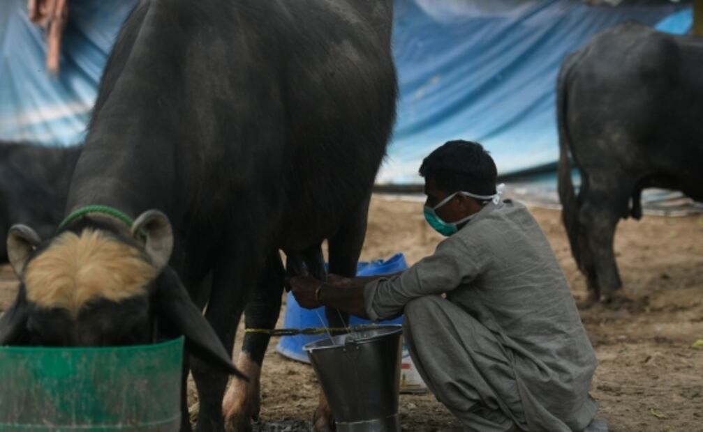 Científicos ven amenazante propagación de Covid-19 en animales silvestres