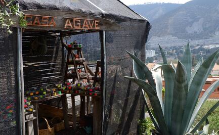 No es tequila, no es mezcal: es Miske, la bebida nacional de Quito, Ecuador
