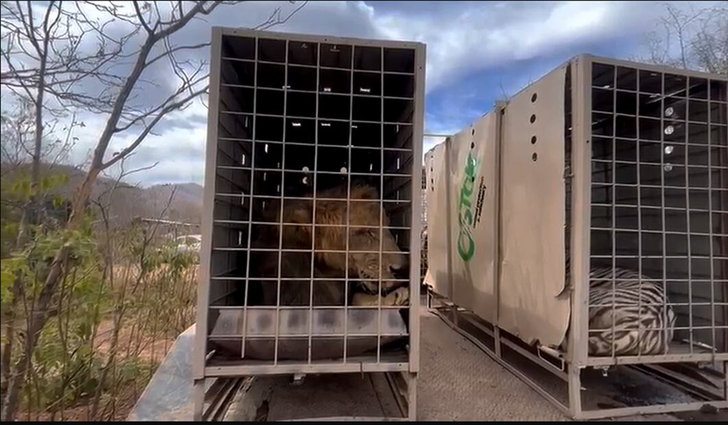 Más de 700 animales del Santuario Ostok de Culiacán se mudarán a un nuevo hogar en Mazatlán por la violencia y la falta de condiciones de seguridad, el martes 20 de mayo de 2025. Foto: especial