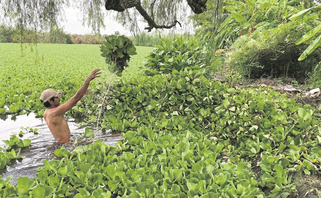 La Cooperativa Hormigas Acuáticas limpia la laguna la Espuma para evitar que su comunidad se inunde. Foto: Patricia Morales