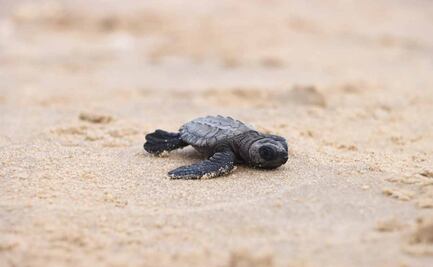 Resguardan 167 mil huevos de tortuga lora en Tamaulipas