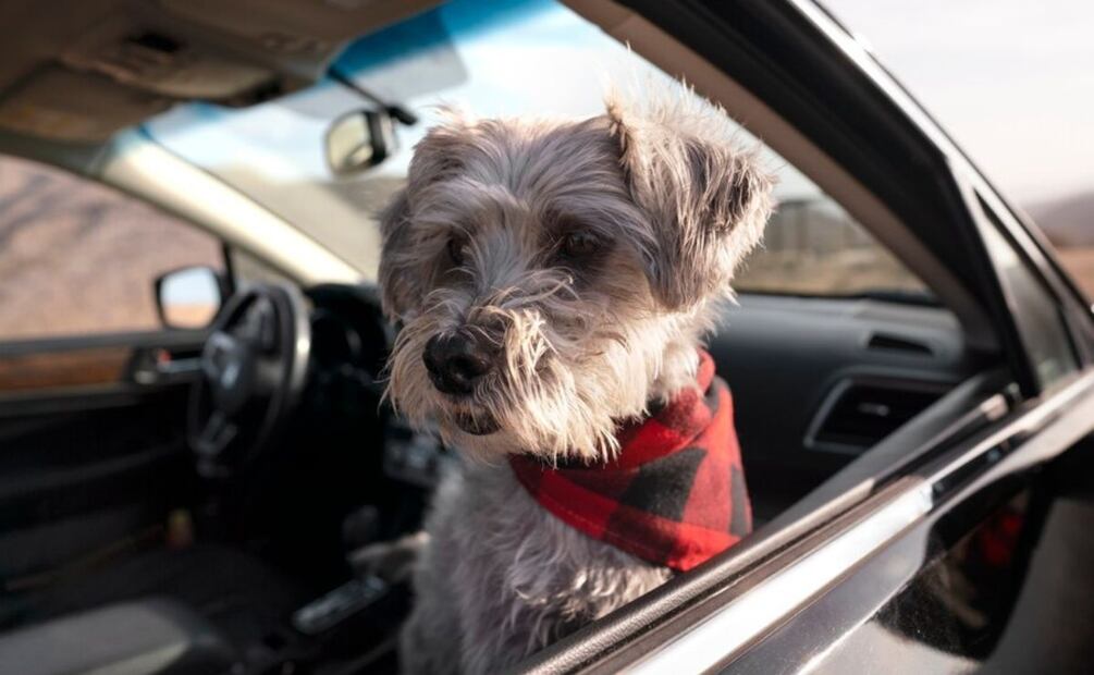Qué hacer para evitar que los perritos orinen en las llantas. Foto: Freepik.