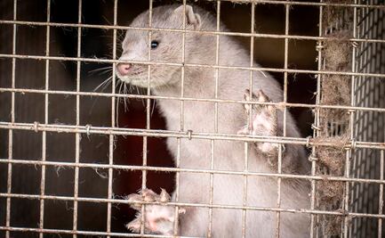 Es pronto para entender consecuencias de nueva variante del coronavirus: OMS