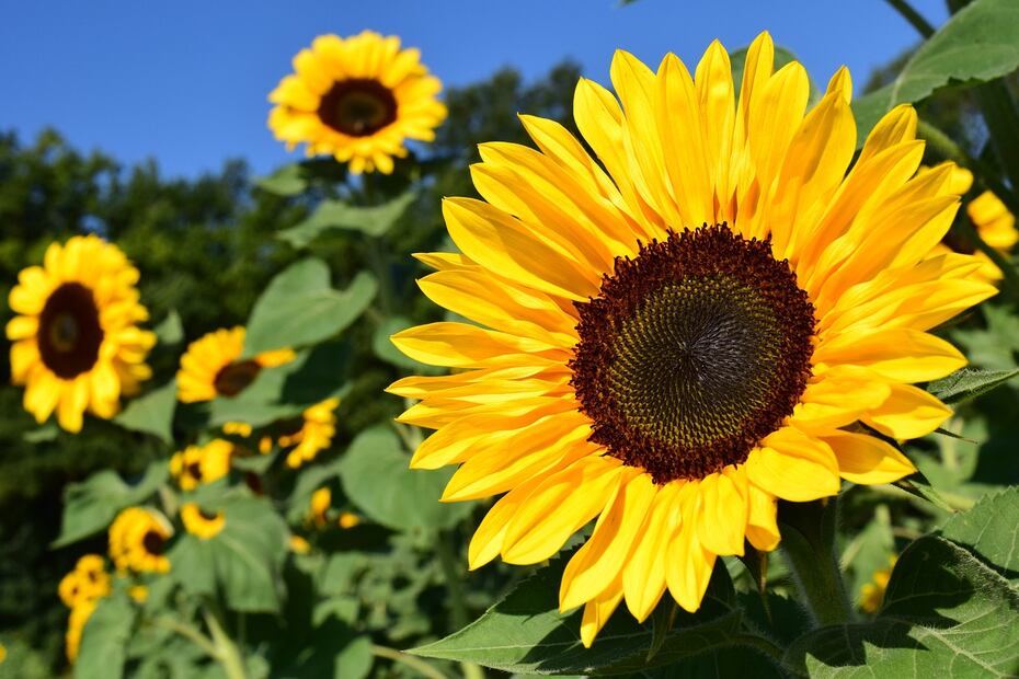 Colágeno con semillas de girasol. Fuente: Pixabay