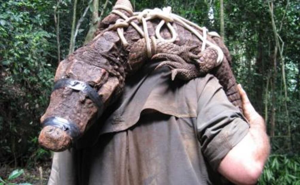 Descubren cocodrilos naranjas, únicos en el mundo