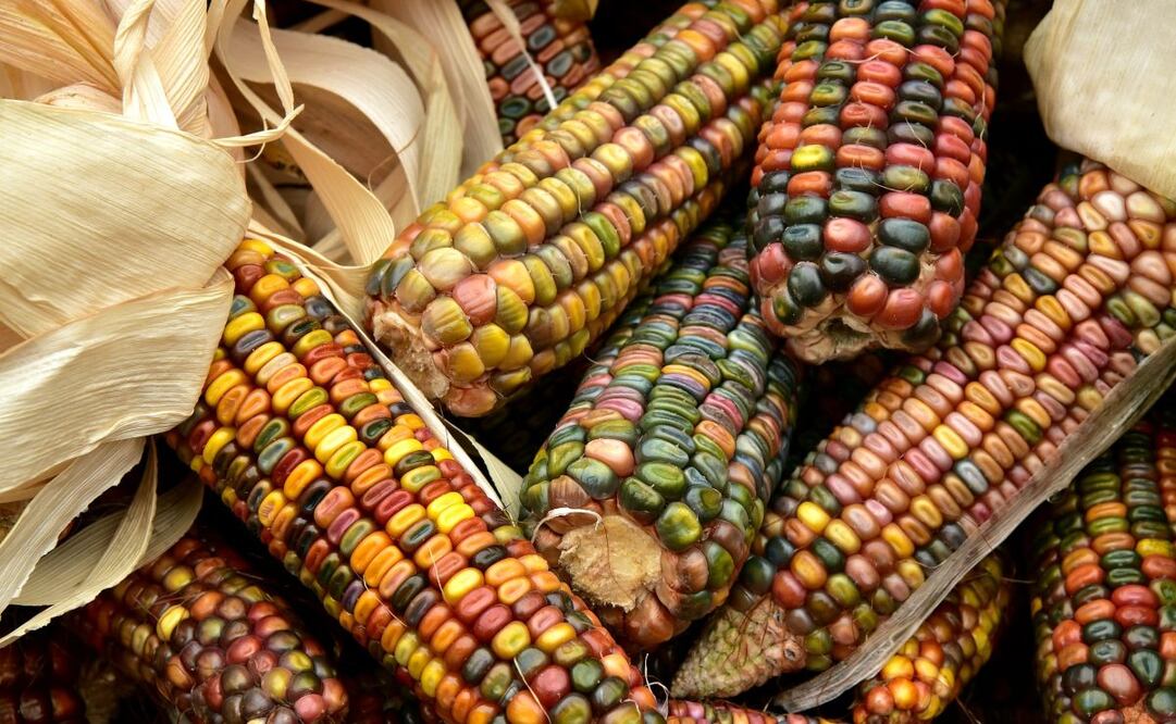 Semillero es un concurso gastronómico de Larousse, que busca difundir todas las aristas que hay alrededor de la cocina, sus productos y sus creadores. Foto: Freepik