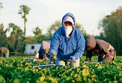 EU pone sobre mesa de negociación del T-MEC la estacionalidad y el trabajo forzoso; es parte de la agenda agropecuaria con México