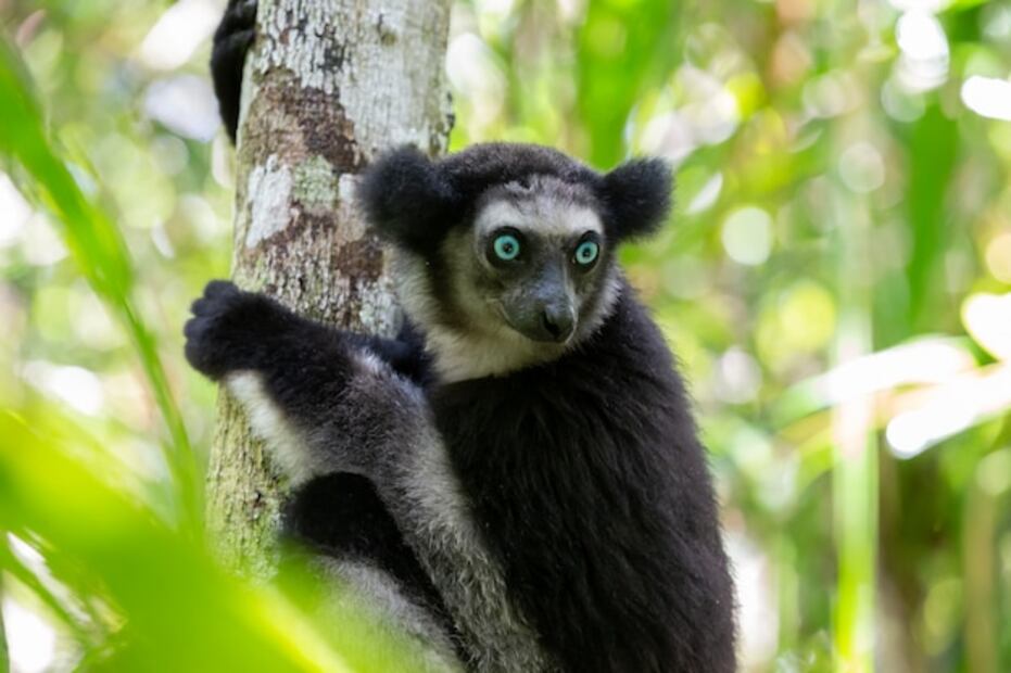 La desaparición de estas especies tendría un impacto devastador en la biodiversidad. Fuente: Freepik.