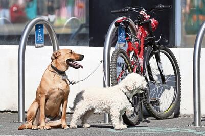 Partido Verde impulsa iniciativa para adopción responsable de animales de compañía; buscan erradicar abandono