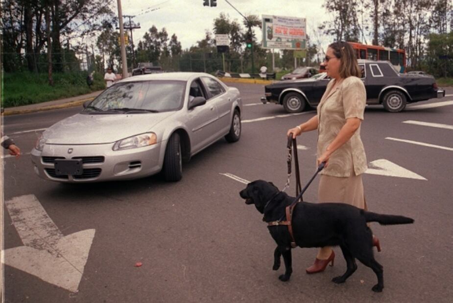 Los primeros perros lazarillos