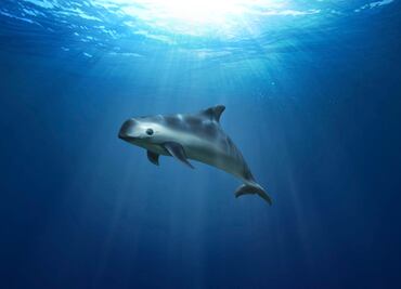 Restringen actividades en Alto Golfo para proteger a vaquita marina