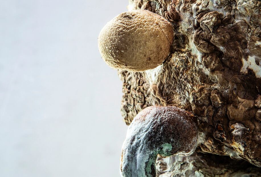 Shiitake
