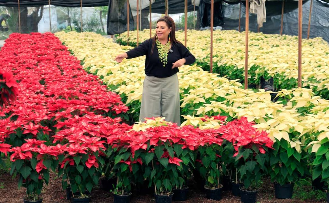 Arranca venta de nochebuena en CDMX; producción alcanzó 1.8 millones de flores.
Foto: Especial.
