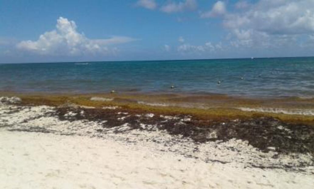 Jóvenes crean planta para reciclar sargazo