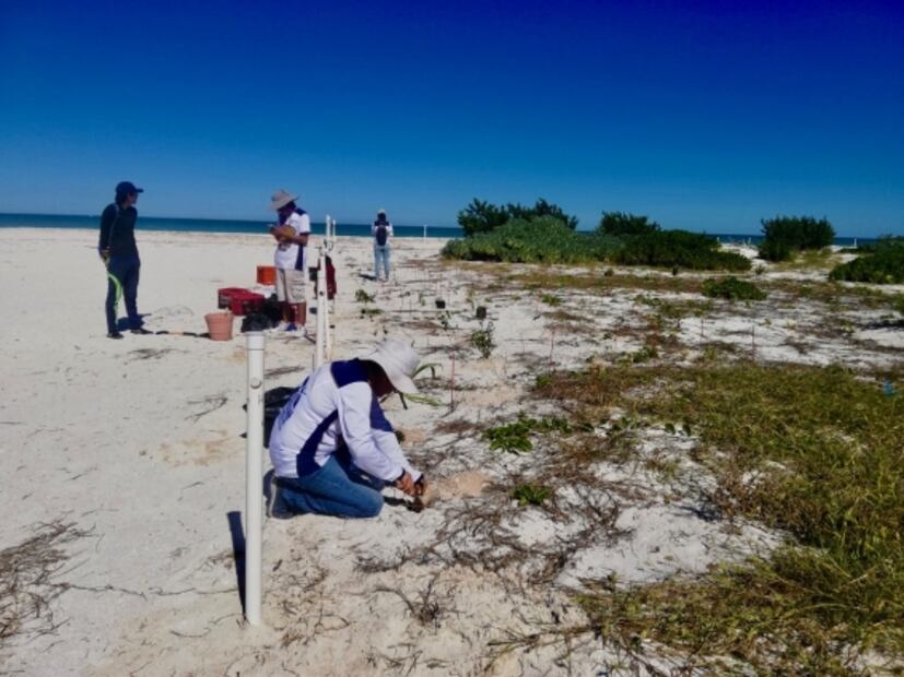 Universitarios reforestan dunas en Yucatán