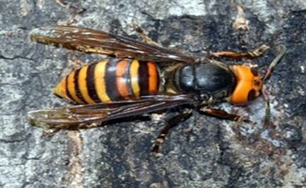 ¿Avispón asiático o abeja? Las diferencias entre estas especies