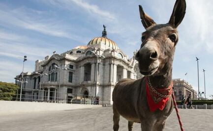 "Tribilin", el burrito mexicano que llama la atención en redes sociales