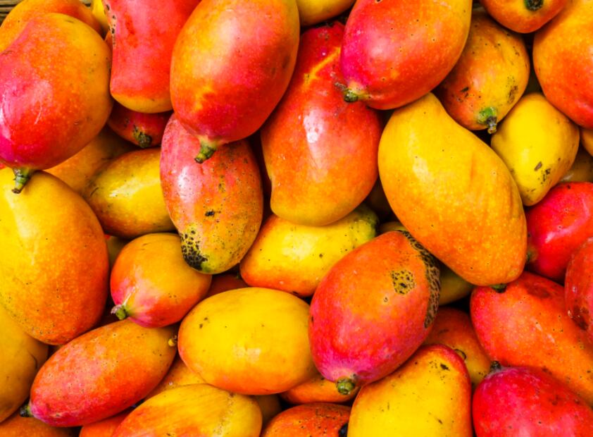 La temporada 2023-2024, los seis municipios istmeños productores de mango, exportaron a EU y Canadá, 56 mil toneladas del fruto. Hoy tienen incertidumbre sobre qué harán ante una posible imposición de aranceles por parte del gobierno de Trump. (Foto: ARCHIVO/ EL UNIVERSAL)