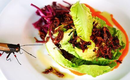Grasshoppers, a sustainable alternative to meat