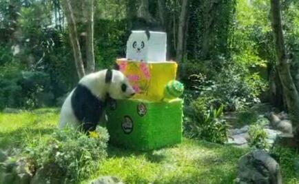 Con piñata y pastel Xin Xin panda del Zoológico de Chapultepec celebra su cumpleaños 33 