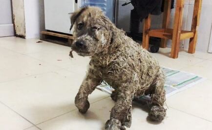 Niños cubren a perro con pegamento en Turquía