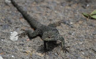 ¿Qué significa que aparezcan lagartijas y salamanquesas en una casa nueva?