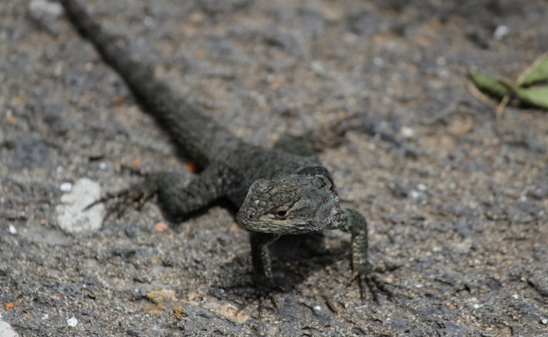 Lagartija de collar. (Foto: Montserrat Peralta/El Universal)